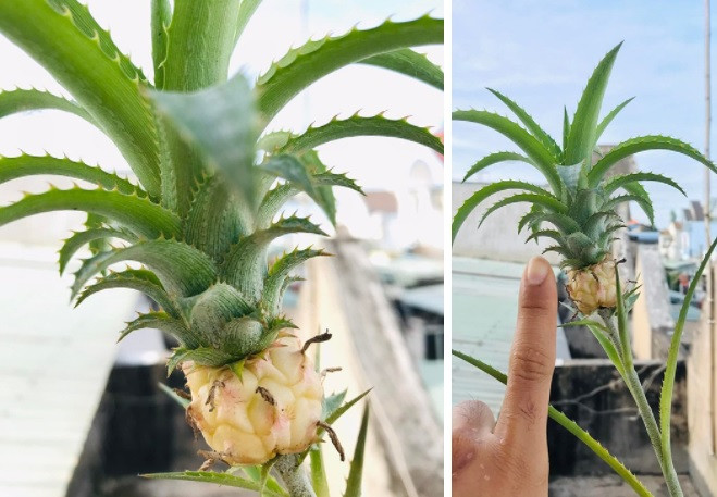 Thậm chí, có người đưa ra một mức giá không tưởng 3 tỷ. Ảnh: FBNV