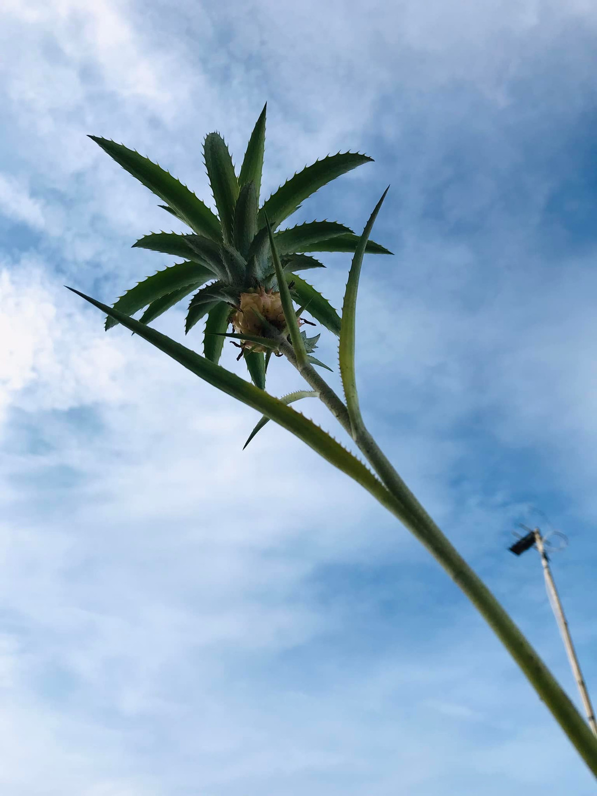 Kèm theo những hình ảnh quả dứa tí hon là lời mời chào: "Alo alo. Cần bán gấp trái thơm đang thời kỳ chín. Ai đang có ý định trưa nay nấu canh chua thì liên hệ em liền. Hàng tươi ngon 100% nhà trồng, chờ người đặt hàng mới cắt nên tươi tuyệt đối". Ảnh: FBNV