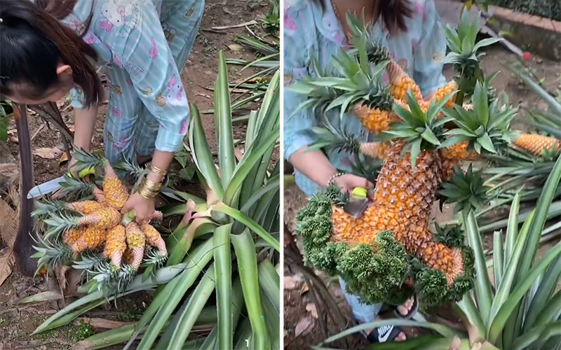 Cách đây ít lâu, một quả dứa có hình thù kỳ lạ cũng được cư dân mạng thi nhau đấu giá, người trả 7 tỷ, 8 tỷ, 10 tỷ, thậm chí có người trả đến 20 tỷ. Ảnh: Tiktok