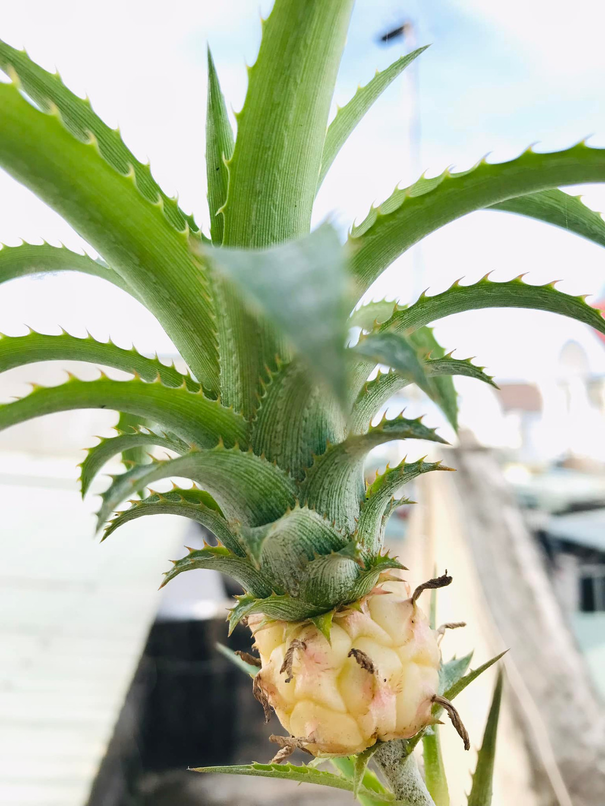 Ngay sau khi đăng tải, quả dứa độc đáo này thu hút tới gần 4.000 lượt like. Ảnh: FBNV