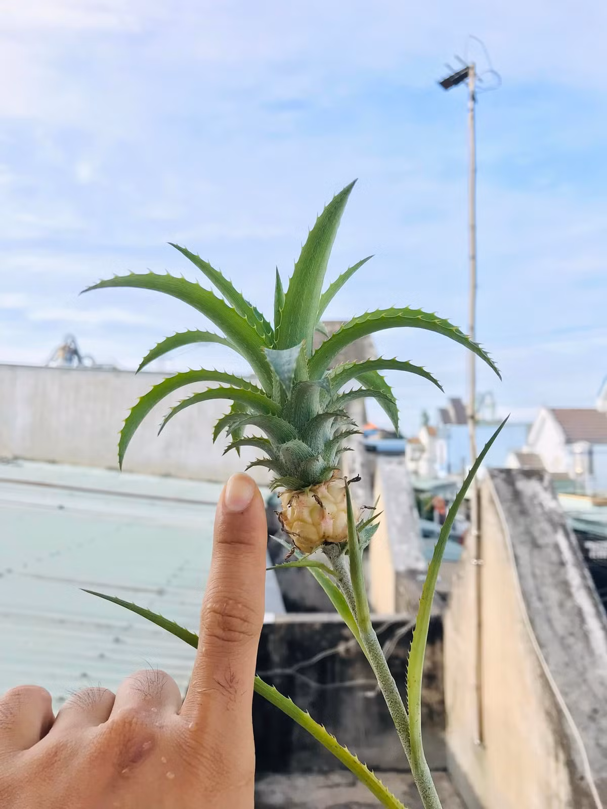 Phía dưới bình luận, nhiều người đùa rằng quả dứa này siêu hiếm, phải có giá tiền tỷ, có khi còn đắt hơn cả lan đột biến. Ảnh: FBNV