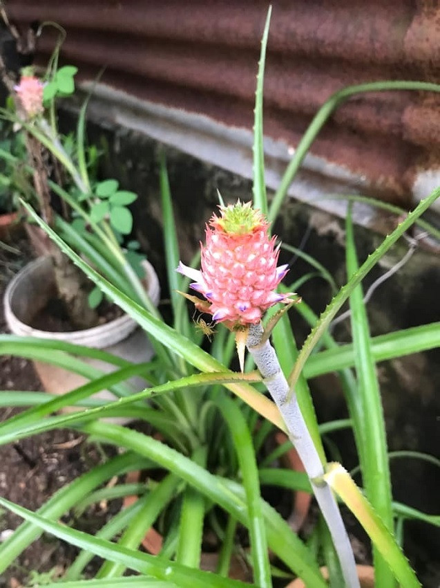 Nhiều cư dân mạng tiết lộ, dứa cảnh trồng khoảng 4- 6 tháng sẽ bắt đầu ra hoa, đậu quả. Ảnh: FBNV