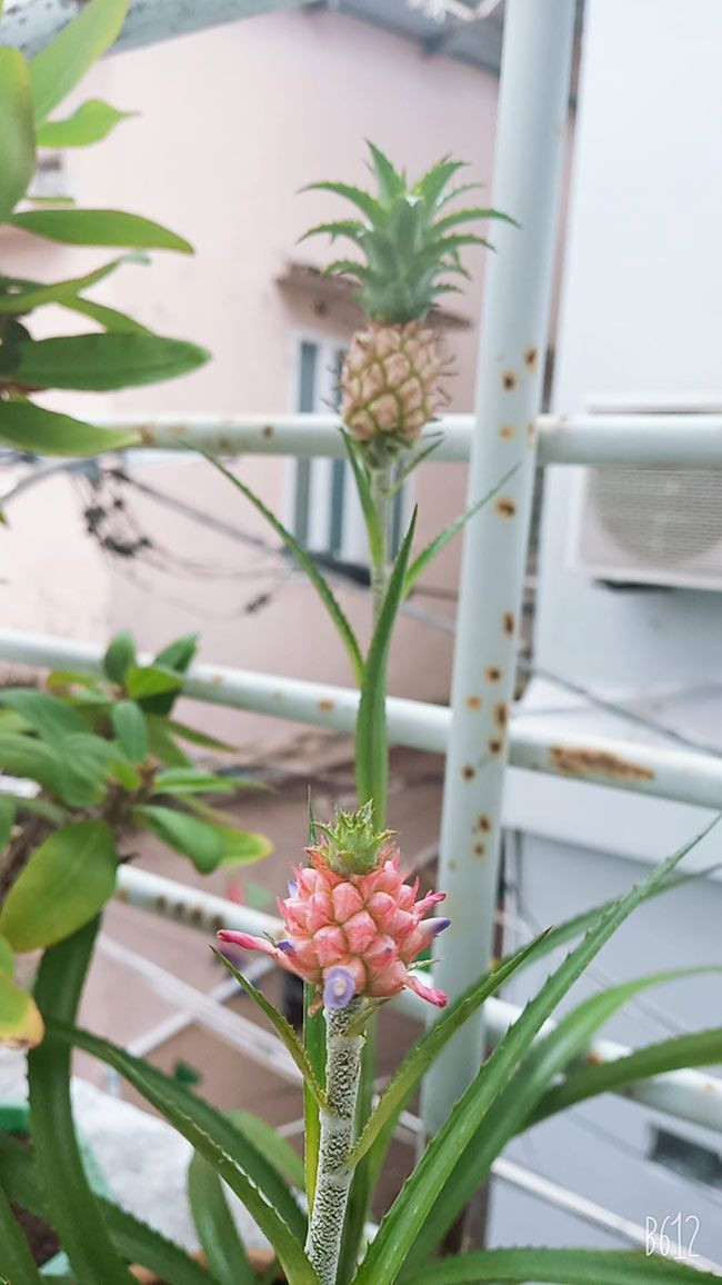 Dưới bài đăng, nhiều người cũng chia sẻ thành quả dứa kiểng nhà trồng được. Ảnh: FBNV