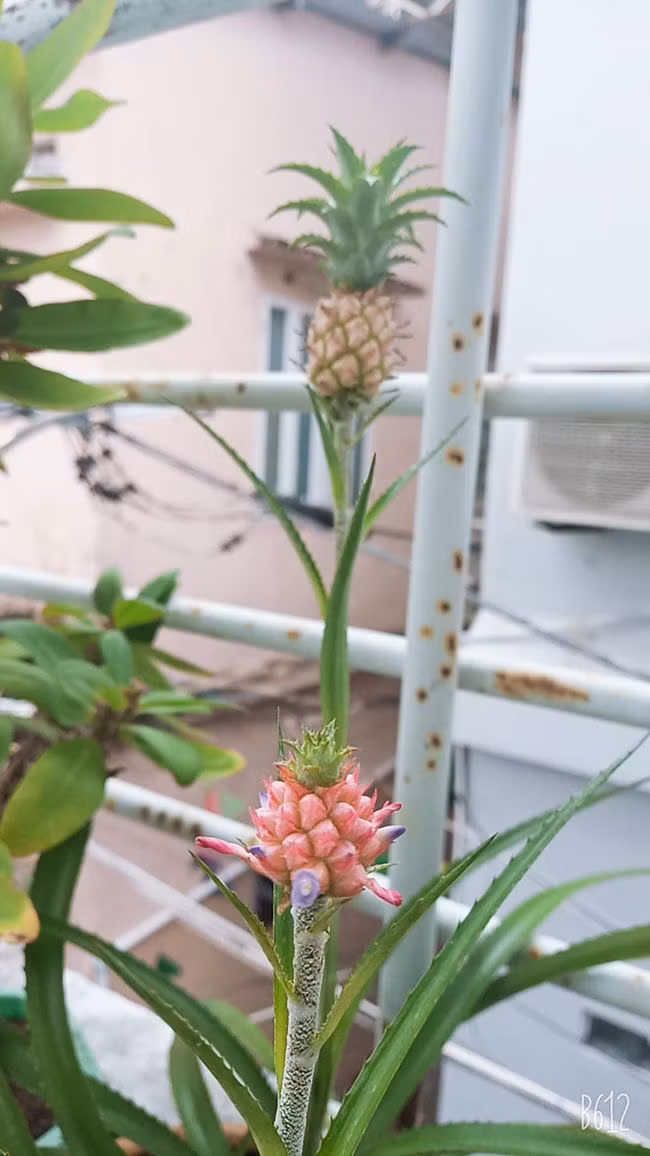 Dưới bài đăng, nhiều người cũng chia sẻ thành quả dứa kiểng nhà trồng được. Ảnh: FBNV