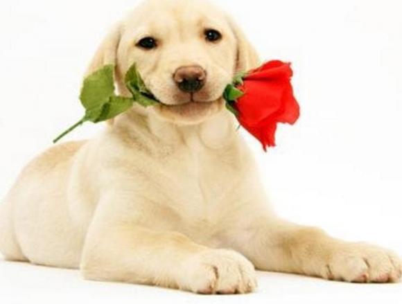 Nguoi tuoi Tuat sinh nam nao thi se duoc Bo Tat phu ho 5 nam toi