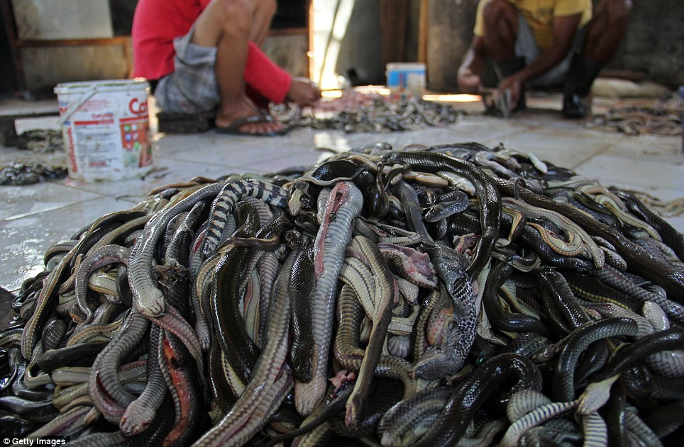 Những lò mổ rắn tại làng Cirebon, Indonesia là nơi hàng ngàn các con rắn bị giết mổ lấy da, phục vụ cho việc thiết kế túi xách, áo và giày dép...Ảnh: DM