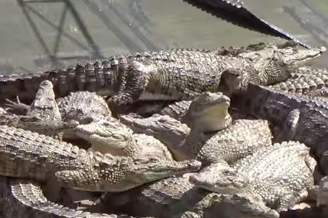 Những con cá sấu bị treo ngược trên dây để máu chảy hết xuống, sau đó chúng bị lột hết da lưng rồi bị ném vào thùng đá. Ảnh: Getty.