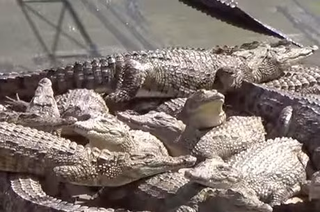 Những con cá sấu bị treo ngược trên dây để máu chảy hết xuống, sau đó chúng bị lột hết da lưng rồi bị ném vào thùng đá. Ảnh: Getty.