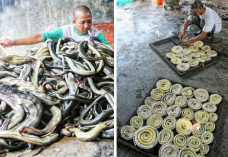 Những con rắn sẽ bị treo trong 10 phút hoặc lâu hơn dưới một sợi dây thắt quanh cổ. Sau đó bị đâm và móc thịt ra ngoài. Những tấm da rắn được cuộn tròn và đem vào sấy khô. Ảnh: DM