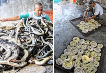 Những con rắn sẽ bị treo trong 10 phút hoặc lâu hơn dưới một sợi dây thắt quanh cổ. Sau đó bị đâm và móc thịt ra ngoài. Những tấm da rắn được cuộn tròn và đem vào sấy khô. Ảnh: DM