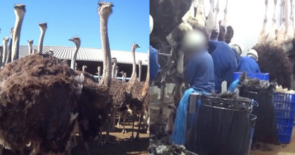 Ngoài làm từ da ca sấu, túi xách hàng hiệu làm từ da đà điểu cũng không khác nhiều. Tổ chức quyền động vật PETA đã quay được những cảnh này tại một lò mổ ở Nam Phi. Ảnh: Peta