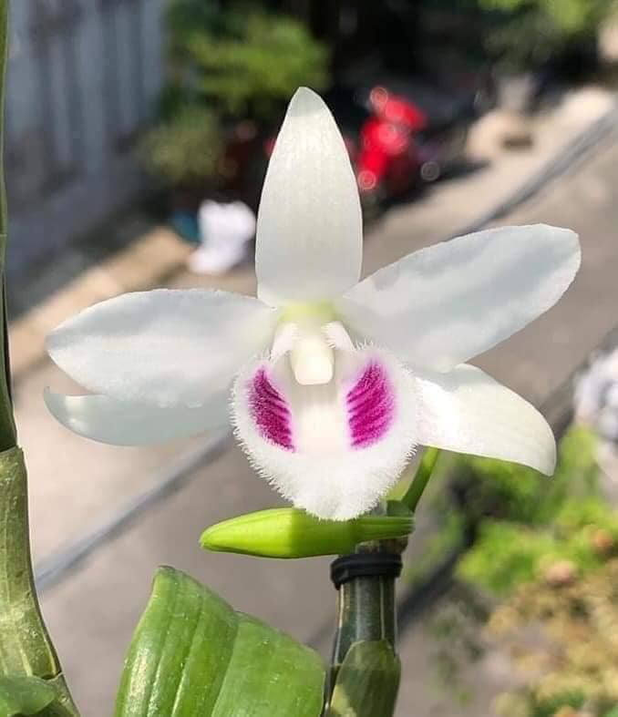 Mũi hoa phải trắng tinh khiết không lem thì mới chuẩn một bông lan 5ct Bạch Tuyết. Ảnh: Internet