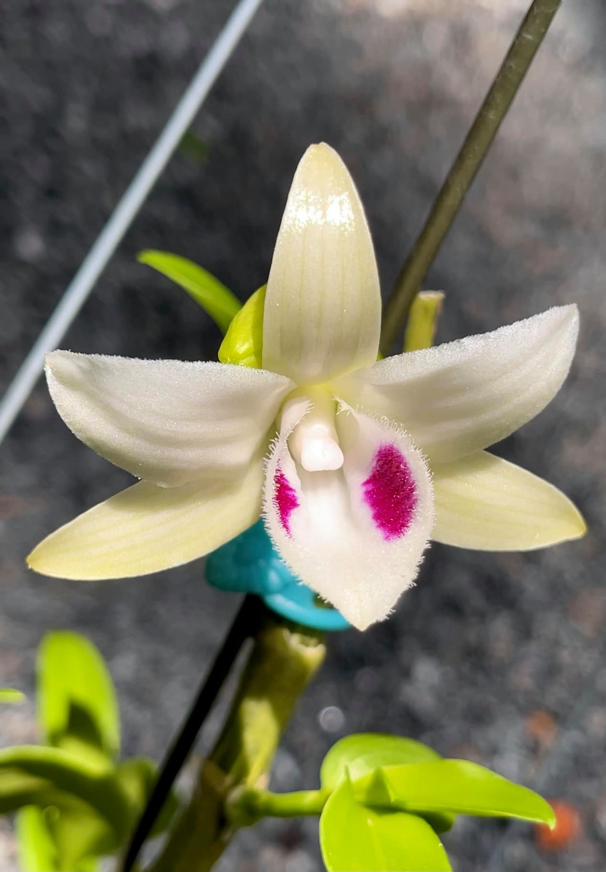 Cái tên Bạch Tuyết chính là để thể hiện màu trắng tinh khôi ở cánh và lưỡi của hoa. Ảnh: Facebook