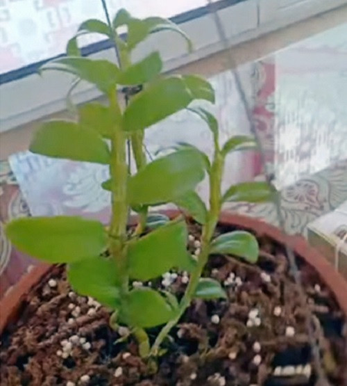 Trong đó, chậu Bạch Tuyết gồm 3 thân mẹ được có giá 2,2 tỷ đồng, còn cây nhỏ với 2 mầm gốc, có giá 400 triệu đồng. Ảnh: Vietnamnet