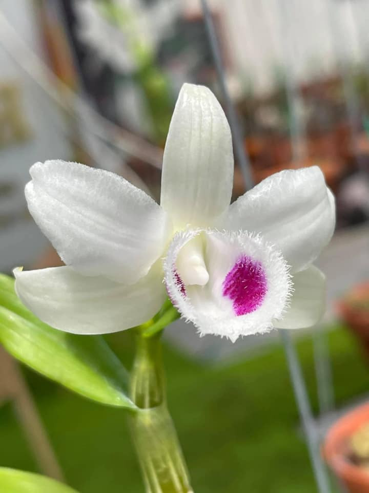 Điểm đẹp nhất của Bạch Tuyết là đôi mắt. Đôi mắt tuyệt đẹp đen láy gọn gàng nằm trong chiếc lưỡi trắng tinh môi tuyết phân thuỳ rõ ràng mà không một bông phi điệp nào có thể so sánh được. Ảnh: Facebook