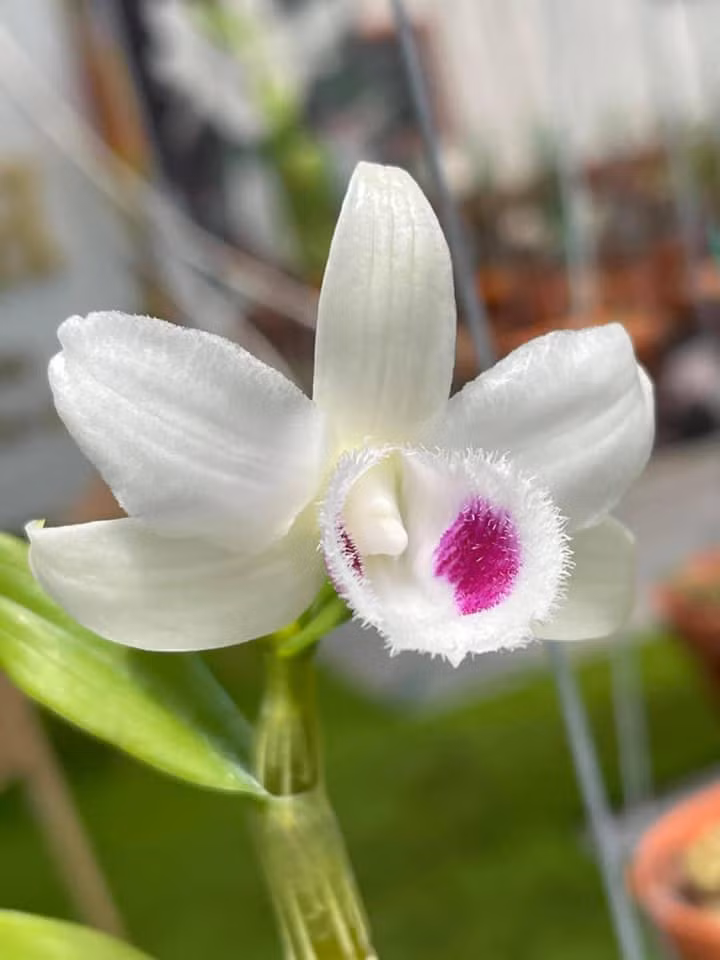 Điểm đẹp nhất của Bạch Tuyết là đôi mắt. Đôi mắt tuyệt đẹp đen láy gọn gàng nằm trong chiếc lưỡi trắng tinh môi tuyết phân thuỳ rõ ràng mà không một bông phi điệp nào có thể so sánh được. Ảnh: Facebook