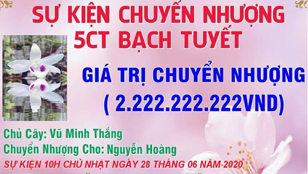 Đáng chú ý, có nhiều thương vụ chuyển nhượng lan đột biến giá tiền tỷ gây xôn xao dư luận. Theo Vietnamnet, hồi tháng 6/2020, chủ một nhà vườn hoa phong lan ở Phố Nối, Hưng Yên đã chuyển nhượng 2 chậu lan Bạch Tuyết 5 cánh trắng cho một khách chơi tại Vĩnh phúc với giá 2,6 tỷ đồng. Ảnh: Vietnamnet