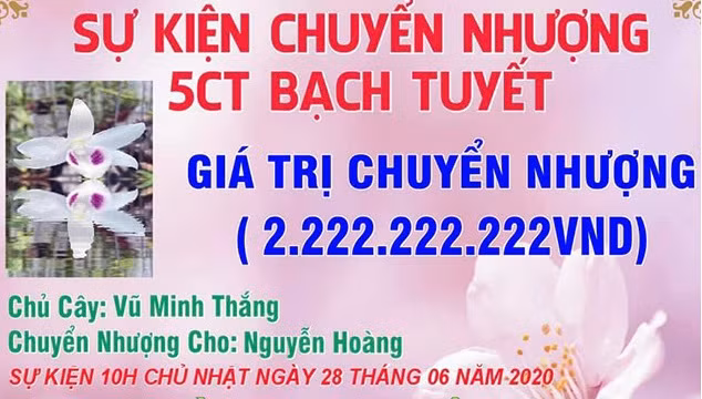 Đáng chú ý, có nhiều thương vụ chuyển nhượng lan đột biến giá tiền tỷ gây xôn xao dư luận. Theo Vietnamnet, hồi tháng 6/2020, chủ một nhà vườn hoa phong lan ở Phố Nối, Hưng Yên đã chuyển nhượng 2 chậu lan Bạch Tuyết 5 cánh trắng cho một khách chơi tại Vĩnh phúc với giá 2,6 tỷ đồng. Ảnh: Vietnamnet