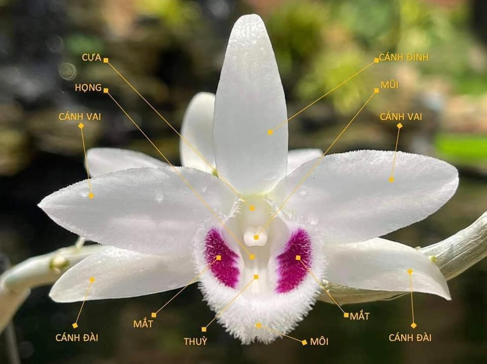 Xét về tổng thể khuôn bông, đấy là một mặt hoa cân đối. Sự hài hoà về tổng thể, cùng với khoảng cách bằng nhau, tròn trịa là điều mà không phải một mặt hoa nào cũng có được. Ảnh: Facebook