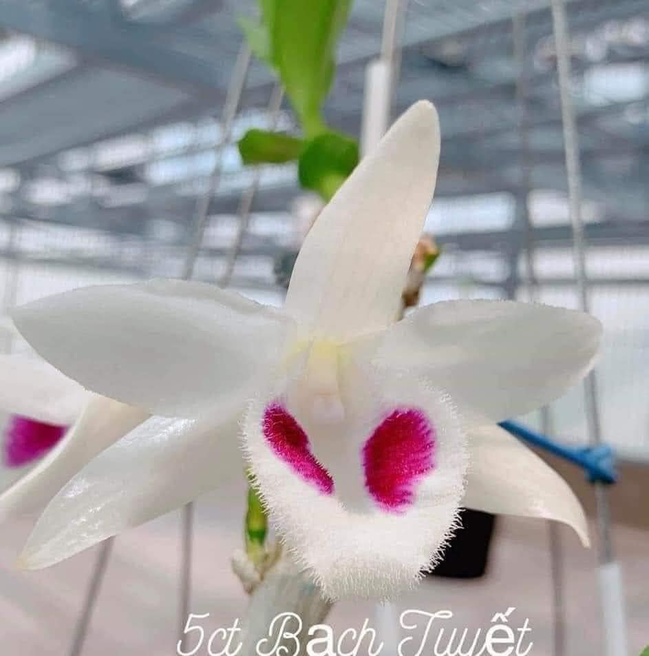 Các cánh tương đối bầu cũng là điểm khác biệt để phân biệt giữa Bạch Tuyết và năm cánh trắng Phú Thọ. Ảnh: Facebook