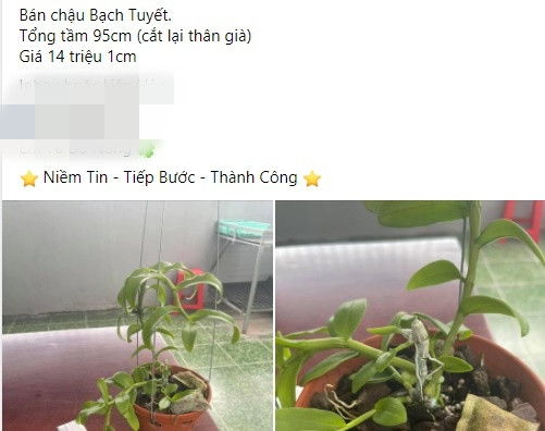 Trên thị trường, lan đột biến 5 cánh trắng Bạch Tuyết có giá cao tới hàng chục thậm chí vài chục triệu đồng/cm. Ảnh chụp màn hình