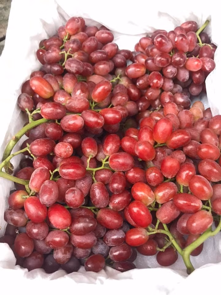 Thời gian gần đây, nho Trung Quốc bán khắp các chợ được đông đảo người tiêu dùng ưa chuộng do giá rẻ và vị khá ngọt, giòn.