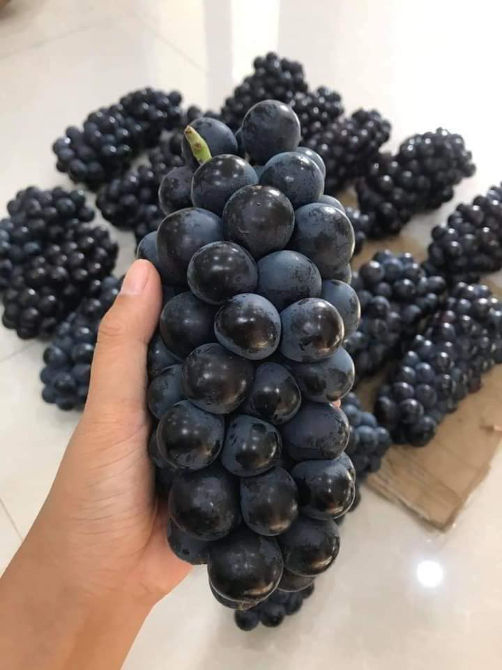 Một loại nho Trung Quốc khác cũng đang gây sốt tại Việt Nam thời gian gần đây là loại nho đen không hạt. Giá bán lẻ của loại nho này luôn ở ngưỡng 70.000 – 85.000 đồng/kg và 62.000 đồng/kg nếu mua cả rành, trọng lượng 4,5kg.