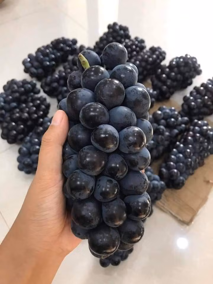 Một loại nho Trung Quốc khác cũng đang gây sốt tại Việt Nam thời gian gần đây là loại nho đen không hạt. Giá bán lẻ của loại nho này luôn ở ngưỡng 70.000 – 85.000 đồng/kg và 62.000 đồng/kg nếu mua cả rành, trọng lượng 4,5kg.