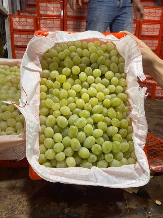 Nho xanh không hạt cũng gây sốt thị trường Việt với giá rẻ chỉ khoảng 189.000 đồng/rành 8kg, tương đương chỉ khoảng 24.000 đồng/kg.