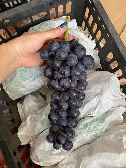 Nho đen Trung Quốc quả to tròn, ăn ngọt sắc và không có hạt. Nguồn ảnh: Facebook