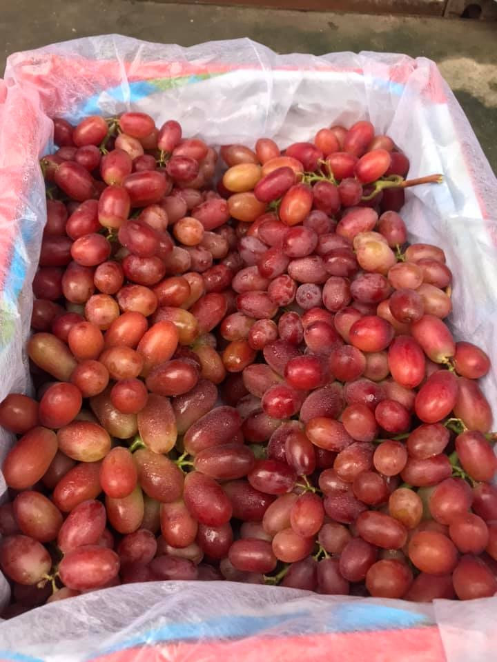 Một trong số đó là nho ruby giá dao động từ 31.000 – 75.000 đồng/kg, tùy số lượng từ 1 – 5kg.
