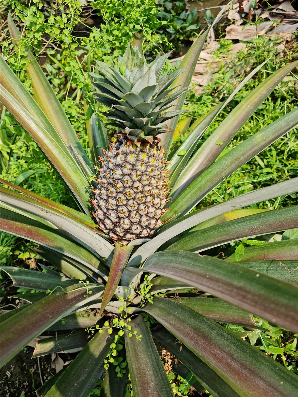 "Người đẹp Tây Đô" còn trồng thêm dứa.