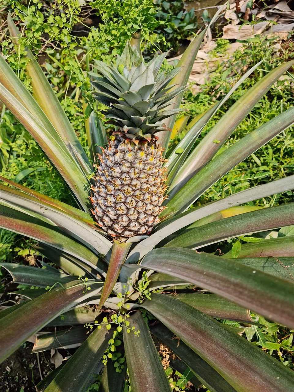 "Người đẹp Tây Đô" còn trồng thêm dứa.