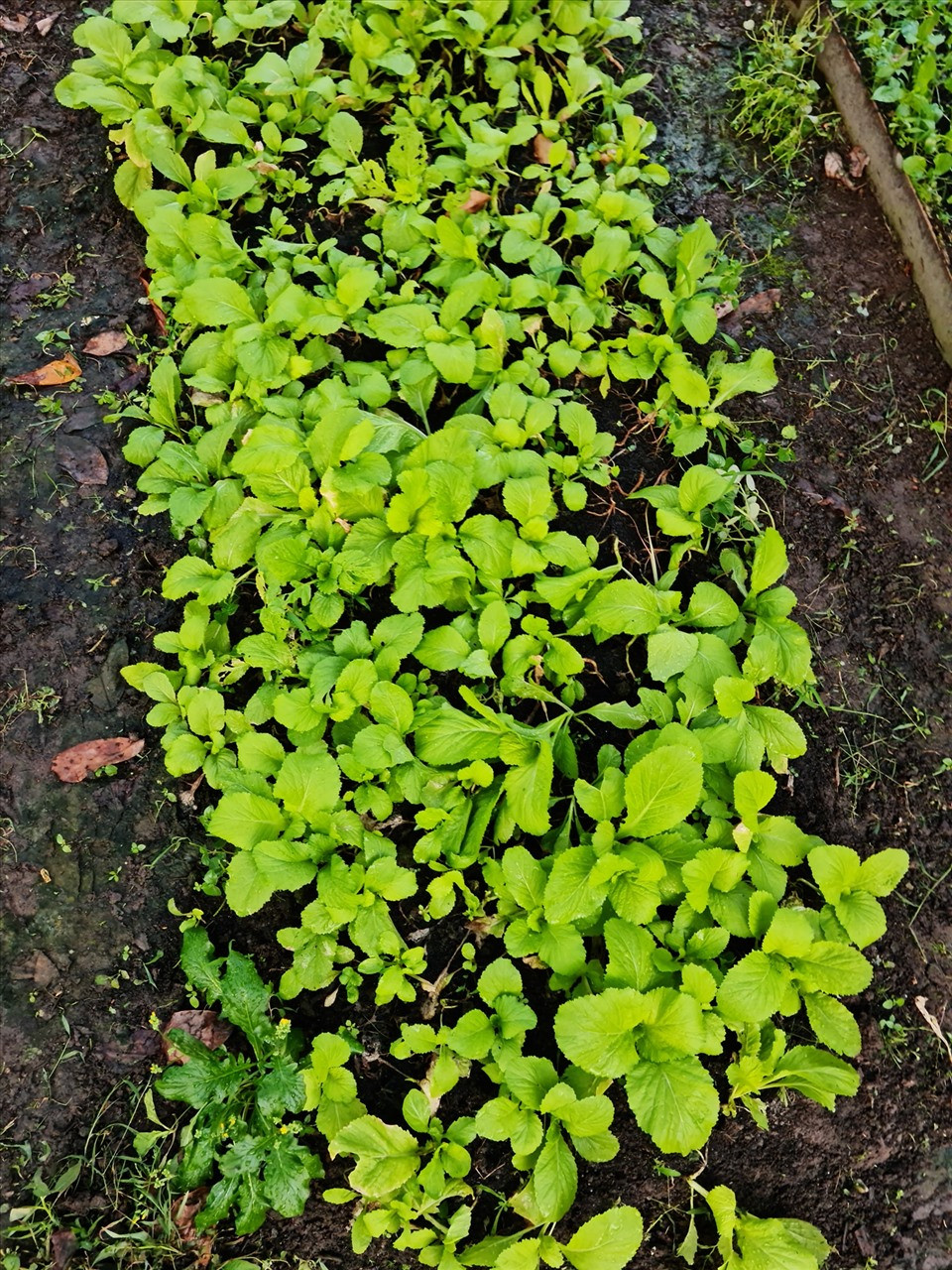 Rau xanh non mơn mởn.