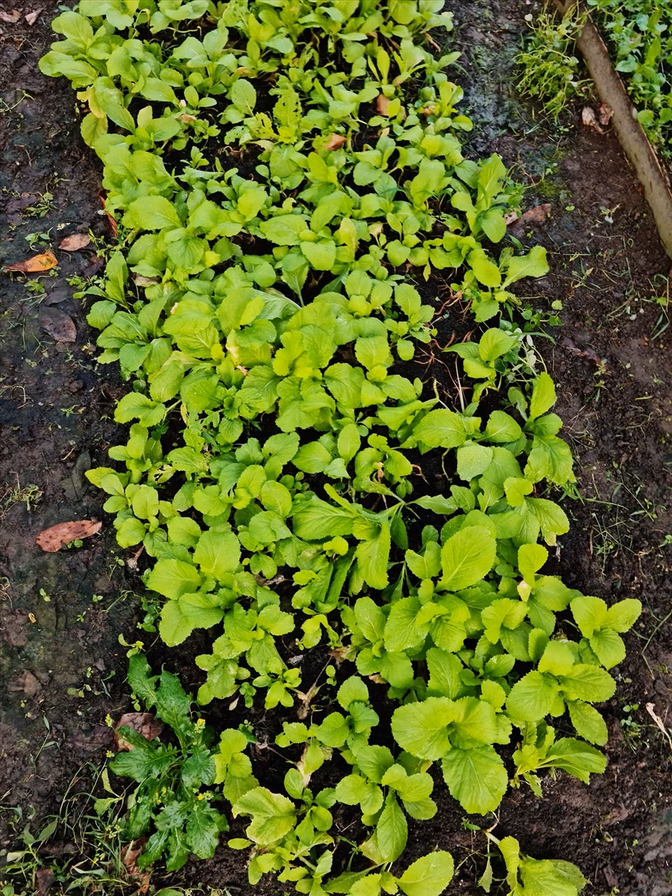 Rau xanh non mơn mởn.