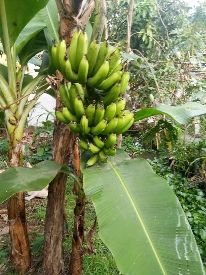 Chuối cũng trổ buồng lớn.