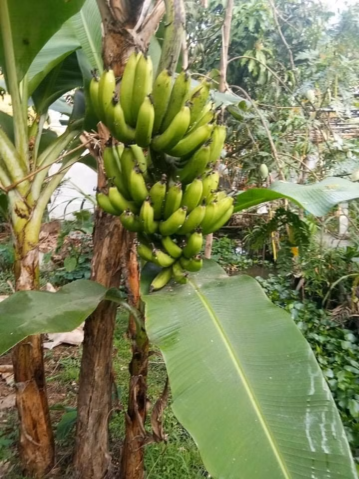 Chuối cũng trổ buồng lớn.