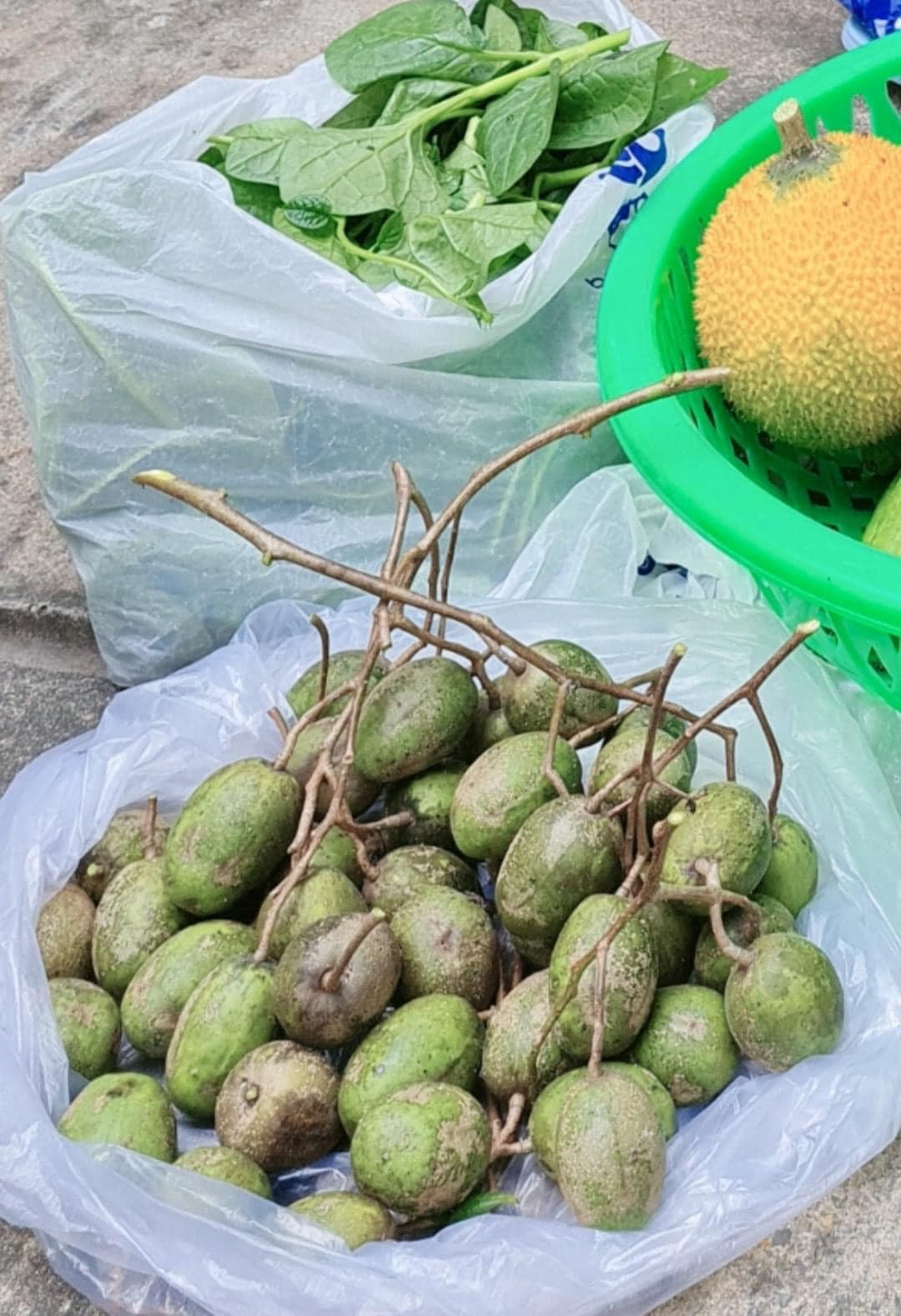 Khu vườn nhà Việt Trinh có nhiều cây ăn trái trồng tự nhiên, không thuốc trừ sâu như xoài, khế, ổi, cóc, đu đủ...