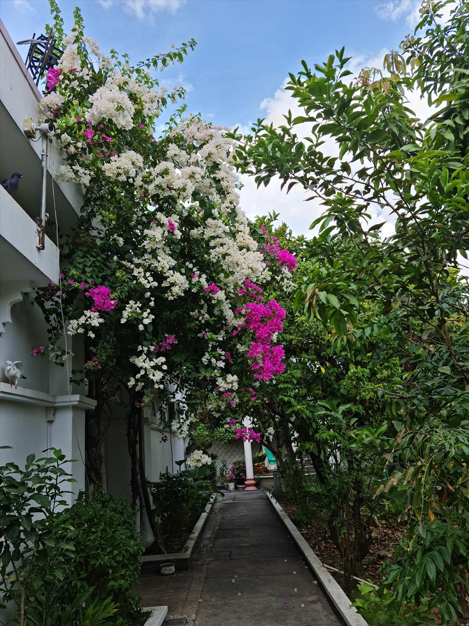 Lối đi vào nhà vườn rợp bóng cây và hoa. Nguồn ảnh: FBNV