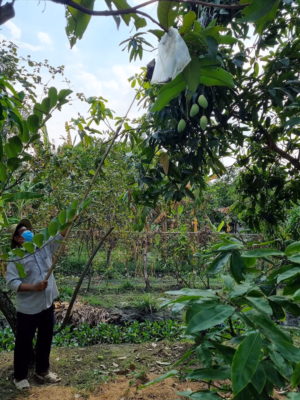 Vì xoài ra nhiều trái, nữ diễn viên phải gọi cho người thu hoạch để gửi tặng người thân.