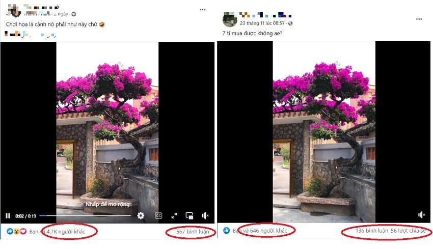 Mới đây, một đoạn clip ghi lại hình ảnh giàn hoa giấy màu hồng rực có gốc lớn được hét giá tới 7 tỷ đồng khiến dân mạng không khỏi xôn xao. Ảnh: Infonet