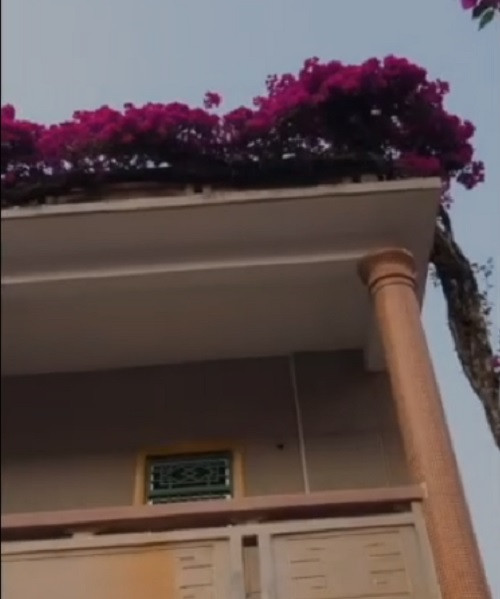 Trên thực tế, không ít lần dư luận sửng sốt trước những cây hoa giấy độc nhất vô nhị giá vài tỷ đồng ở nước ta. Ảnh: Nhavuonthienminhson