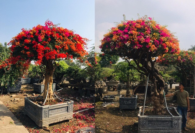 Có nguồn gốc từ Thái Lan, hoa giấy 5 màu có ưu điểm là màu sắc đẹp, lượng hoa sai, bền màu và có thời gian nở dài hơn hoa giấy Việt. Ảnh: Dantri