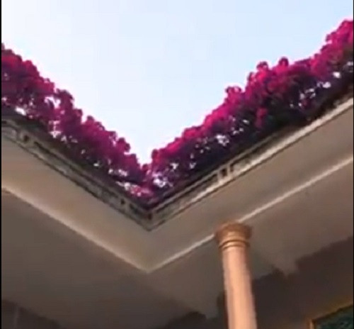 Tuy nhiên, theo Infonet, sự thật clip về cây hoa giấy "khủng" có giá trị 7 tỷ đồng chỉ là trò đùa "lồng tiếng" của một ai đó. Ảnh chụp màn hình