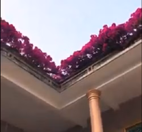 Tuy nhiên, theo Infonet, sự thật clip về cây hoa giấy "khủng" có giá trị 7 tỷ đồng chỉ là trò đùa "lồng tiếng" của một ai đó. Ảnh chụp màn hình