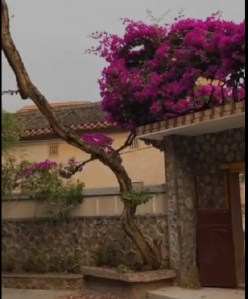 Những âm thanh hội thoại trong clip bị "bóc phốt" không phải là nói về cây hoa giấy mà là nói về một cây cảnh khác, một cây cảnh đang giữ kỷ lục Việt Nam. Ảnh chụp màn hình