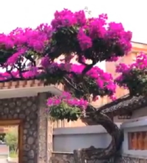 Không những vậy, cây hoa giấy còn mọc leo lên phần mái nhà, ước chừng hàng chục mét. Ảnh chụp màn hình