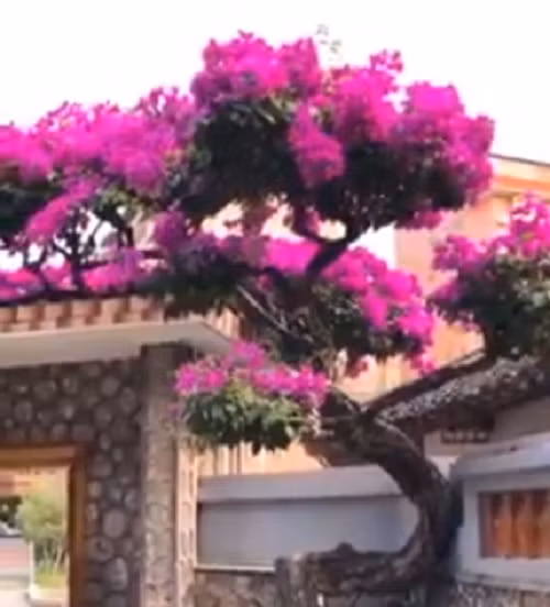 Không những vậy, cây hoa giấy còn mọc leo lên phần mái nhà, ước chừng hàng chục mét. Ảnh chụp màn hình