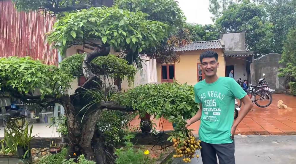 Cây sung cảnh giá trị trong khuôn viên nhà nam diễn viên hài.