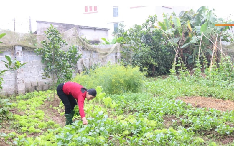 Trong khuôn viên ngôi nhà còn có mảnh vườn rộng - nơi mẹ Văn Hậu trồng đủ các loại rau, cây ăn quả. Ảnh: Sport5.